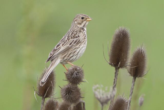 Bereitgestellt als Pressematerial von BirdLife Österreich  | Foto: Michael Dvorak