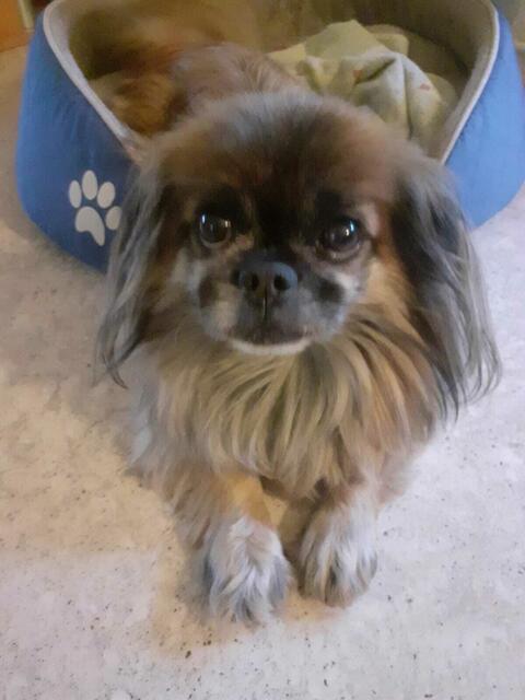 Gismo wurde von drei frei herumlaufenden Hunden zu Tode gebissen. | Foto: Fam. Polster