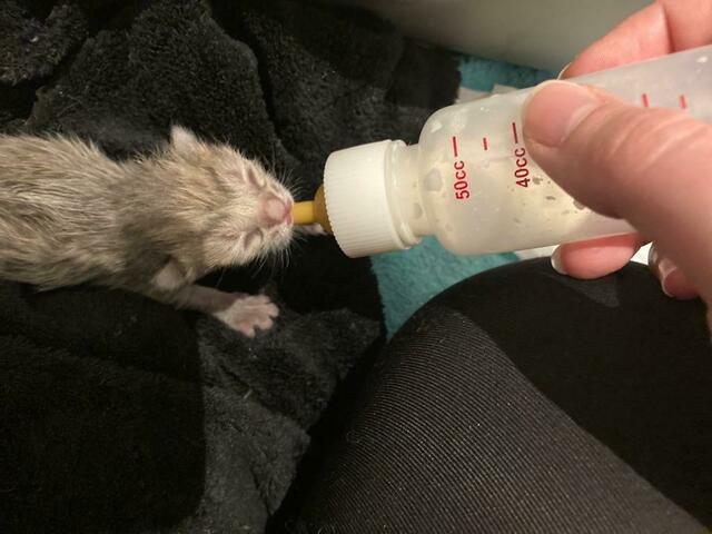 Die Kitten-Saison steht vor der Tür: Die Arche Noah rechnet mit bis zu 200 Babykatzen, die Hilfe brauchen.  | Foto: Arche Noah