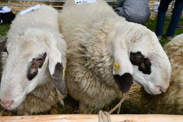 Die seltene Brillenschafrasse dominierte am Samstag in Steirisch Lassnitz anlässlich der 4. Kärntner Brillenschafschau. Die Augen und Ohren sind besondere Merkmale dieser Schafrasse. | Foto: Anita Galler