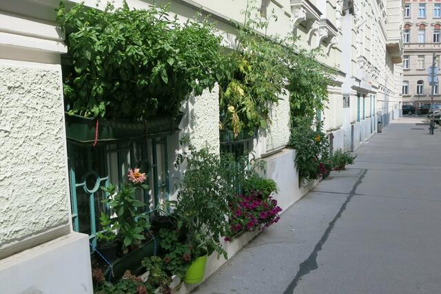 Der Verein "Lokale Agenda 21" begrünt regelmäßig Straßen. Wie hier in der Josefstadt.