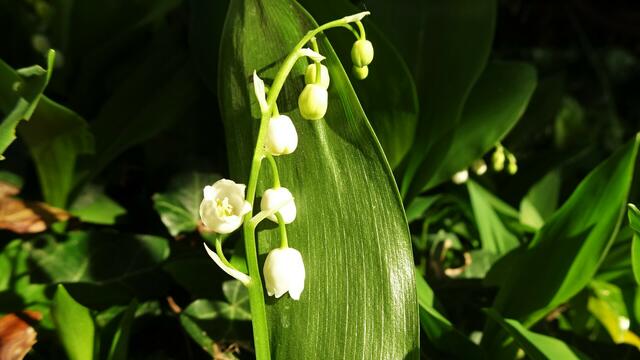Zeichen des Klimawandels - Maiglöckchenblüte im April ... | Foto: © Silvia Plischek
