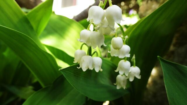 Vollblüte, ... sämtliche Blüten sind bereits zur Gänze erblüht. ... | Foto: © Silvia Plischek