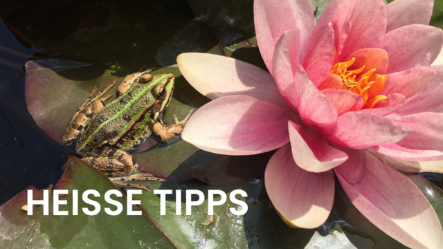 Inmitten des alltäglichen Trubels der Stadt oder des Vorstadt-Lebens finden sich oft kleine Oasen der Natur, die für viele Lebewesen von entscheidender Bedeutung sind. | Foto: Natur im Garten“ / K. Weber