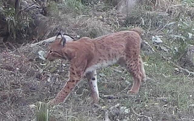 Luchs „Janosch“ kam in einem Waldgebiet bei Český Krumlov zur Welt und ist jetzt im Waldviertel zuhause. | Foto: privat