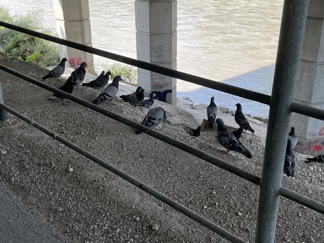 Tauben in der Stadt Salzburg. | Foto: sm