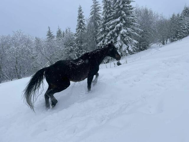 Auch für die Tiere ist der Neuschnee eine Herausforderung. | Foto: Thomas Gauss