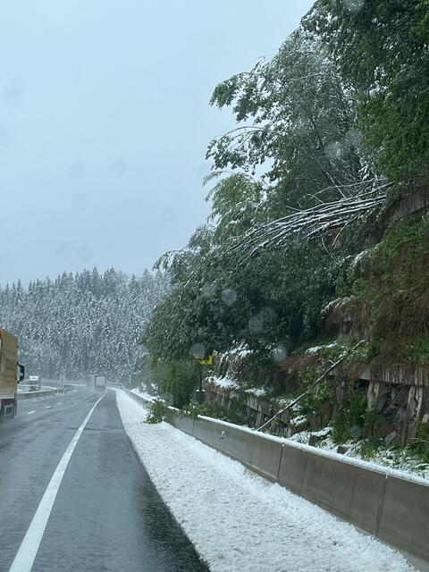 Bäume ragen teilweise in die Autobahn und müssen entfernt werden. | Foto: Asfinag