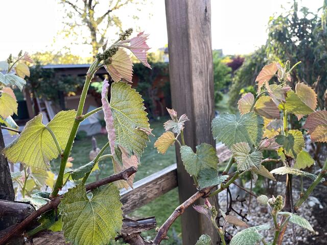 In tieferen Lagen war der Schnee für die Weintrauben nicht das Problem, aber der Frost. | Foto: Almer