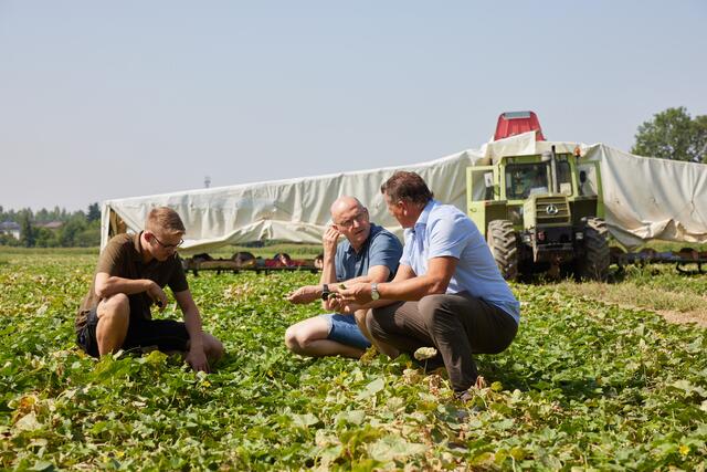 Der Gurkerlanbau bzw. die -ernte ist Personalintensiv. | Foto: LK OÖ