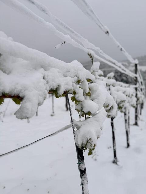 Frost und Schnee setzten dem Wein in der Lipizzanerheimat schwer zu. | Foto: Facebook