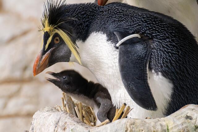 Nördliche Felsenpinguine sind stark gefährdet.  | Foto: Daniel Zupanc