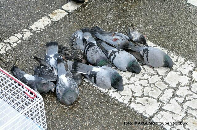 Circa 100 Tauben wurden im Dezember 2023 in Wals-Siezenheim vergiftet. | Foto: Österreichische Tierrettung