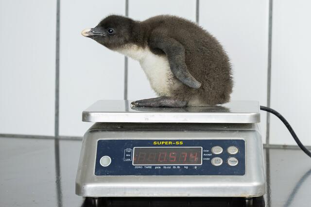 Die ersten beiden Küken sind schon am 31. März geschlüpft. Um sie kümmert sich ein Tierpflegerteam, das sicherstellt, dass sie sich weiter gut entwickeln. | Foto: Daniel Zupanc