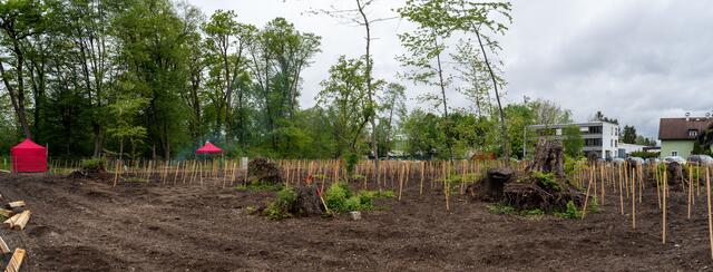 Rund 2.050 Jungbäume sind es, die im Karolingerwäldchen mit einer Fläche von rund 1,4 Hektar neu angepflanzt werden. | Foto: Stadt Salzburg/Alexander Killer