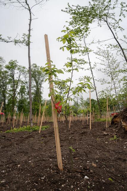 Rund 2.050 Jungbäume sind es, die im Karolingerwäldchen mit einer Fläche von rund 1,4 Hektar neu angepflanzt werden. | Foto: Stadt Salzburg/Alexander Killer
