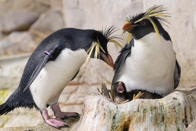 Im Polarium im Tiergarten Schönbrunn kann man derzeit den Nördlichen Felsenpinguinen bei der Aufzucht ihrer Küken zuschauen. | Foto: Daniel Zupanc
