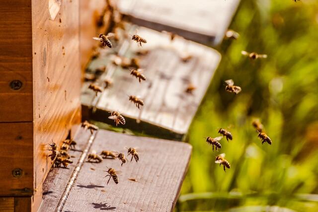 Bei der Jagd lauert die tagsaktive Hornisse den heimkehrenden Bienen im Schwebeflug vor den Bienenstöcken auf. (Symbolbild) | Foto: pixabay.com