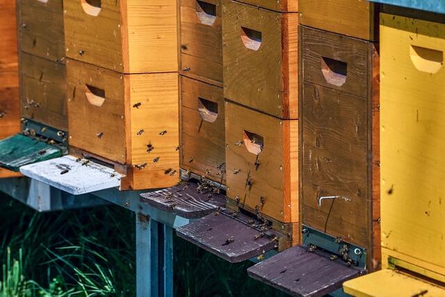 Der Schutz der heimeischen Bienen vor der Asiatischen Hornisse zielt nicht nur auf die Honigproduktion im Salzburger Land ab, sondern auch auf die Bestäubung der Pflanzen im heimischen Obstbau. (Symbolbild) | Foto: AGES