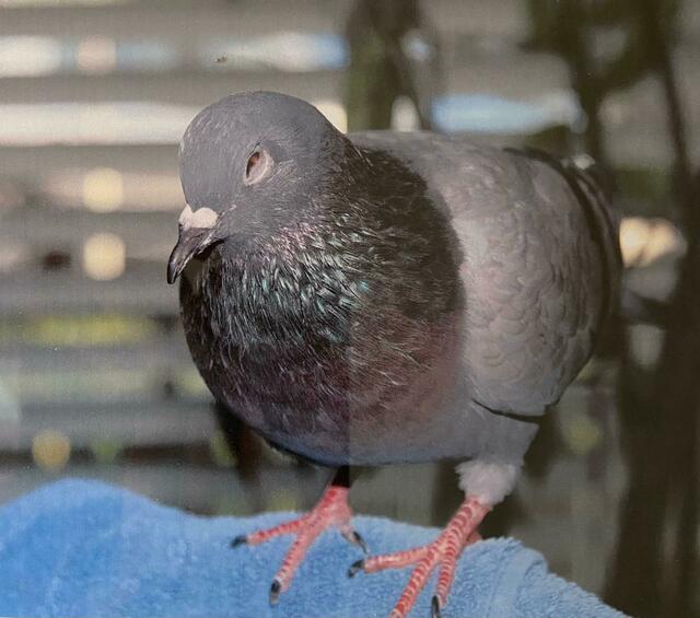 15 Jahre lebte Kowalski bei Hans und Gabriela | Foto: Hans Lutsch