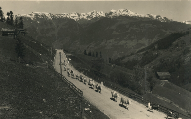 Der freie Weidegang ist in Gerlos eine Attraktion und das bereits seit vielen Jahren.  | Foto: Archiv