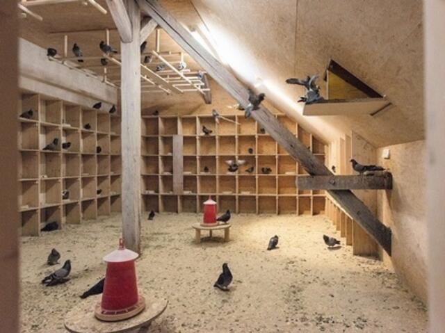 In etwa so sieht ein typischer Taubenschlag aus. | Foto: Symbolbild: Stadttaubenhilfe Österreich