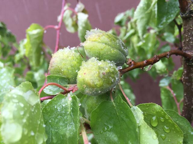 Hagel und Frost vernichteten 2016 einen Großteil der Ernte im Süden. Heuer dürften die Obst- und Weinbauern vielfach mit einem "blauen" Auge davongekommen sein. | Foto: RMS
