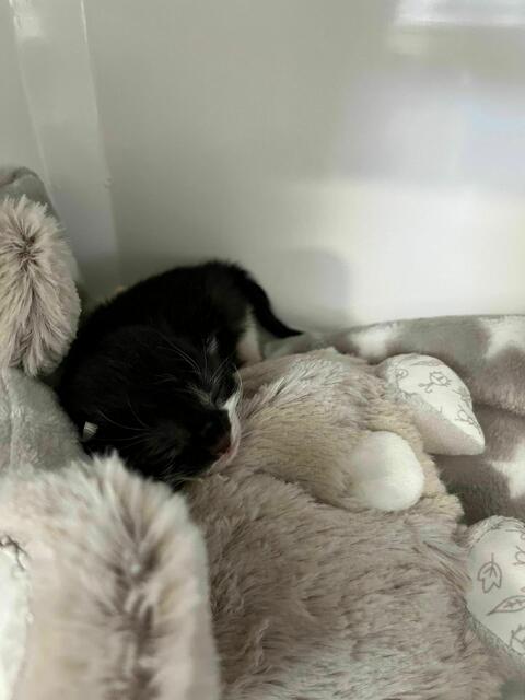 Wie Müll wurden Kätzchen in Wien entsorgt. | Foto: TierQuarTier Wien