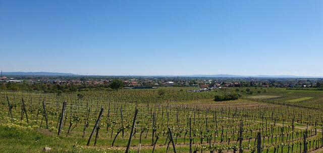 Foto: Philipp Steinriegler