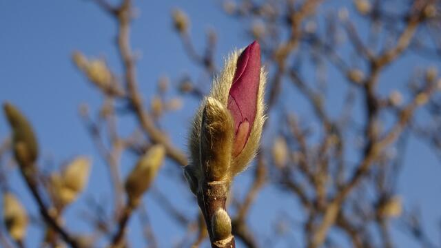 Beginn der diesjährigen Magnolienblüte bereits Anfang März, ... hier die ersten Blütenknospen am 04.03.2024 und ... | Foto: © Silvia Plischek