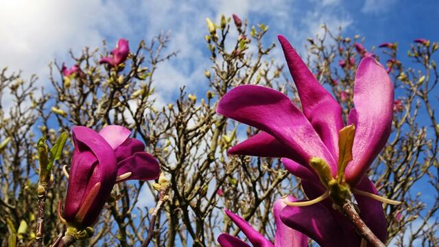 Magnolienblüten am 17.03.2024 ... | Foto: © Silvia Plischek