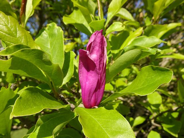 Mit Stand 27.04.2024 zeigen sich immer noch neue Blütenknospen, die sich zu duftenden Magnolienblüten entfalten. ...
 | Foto: © Silvia Plischek