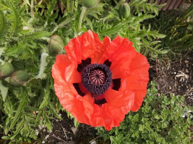Rot blueht der Mohn...  | Foto: Magdalena.gitschtaler@gmx.at 