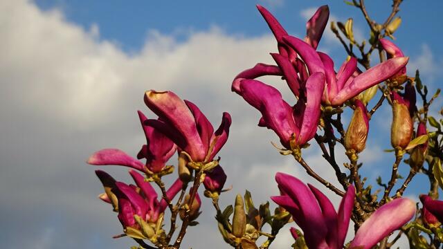 Die Blüten der Purpur-Magnolie am 25.03.2024, ... nach dem Nachtfrost etwas gezeichnet. ... | Foto: © Silvia Plischek