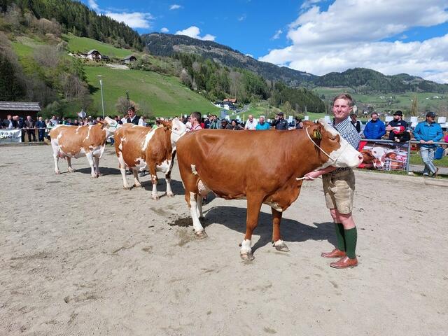Zahlreiche Kühe und Jungtiere wurden präsentiert.
