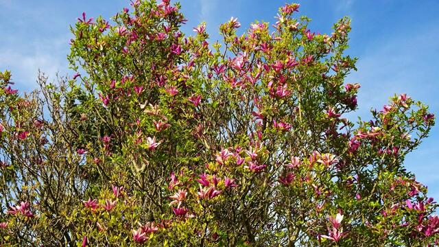 Magnolienduft liegt in der Luft / Titelbild 3 | Foto: © Silvia Plischek