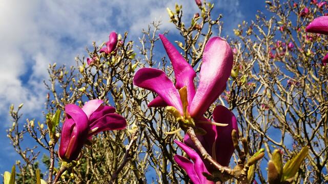Magnolienblüten am 17.03.2024 ... | Foto: © Silvia Plischek