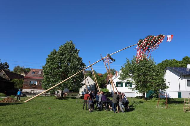 Mit vereinten Kräften wurde der Maibaum von der Feuerwehr per Hand aufgestellt. | Foto: Anika Paul