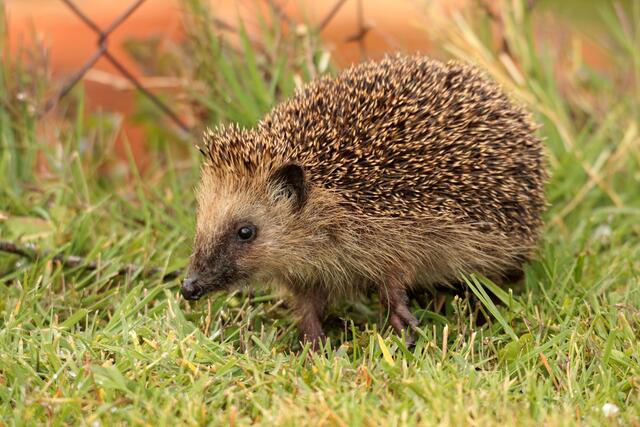 Braunbrustigel © Josef Limberger