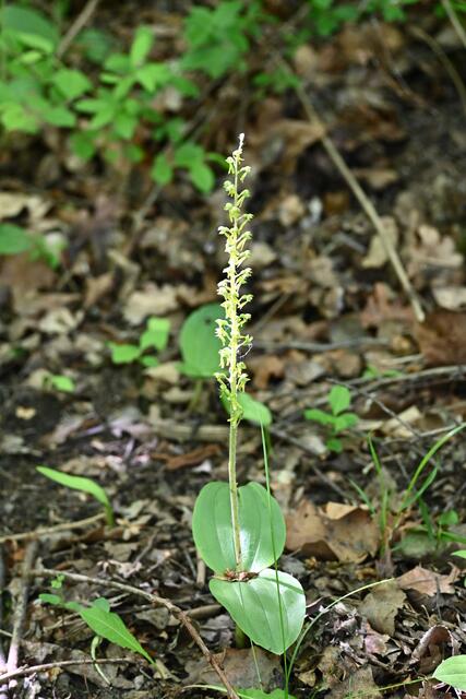 Großes Zweiblatt, gehört auch zur Familie der heimischen Orchideen