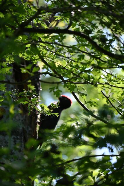Dann erkannte ich den Schwarzspecht