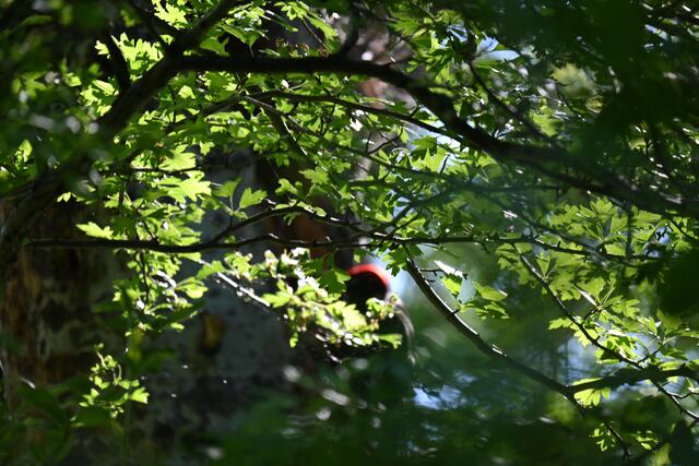 Ich hörte neben dem Weg heftiges Klopfen, als Erstes sah ich nur den roten Kopf zwischen den Ästen