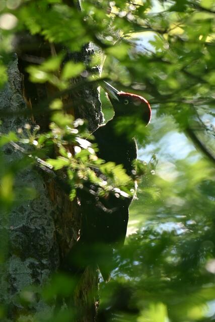 Es brauchte aber einige Versuche ihn zwischen den Ästen scharf zu bekommen