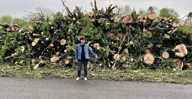 Grüne-Stadträtin ist entsetzt über die massive Fällung in der Aumühlgasse in Hollabrunn. | Foto: Grüne Hollabrunn