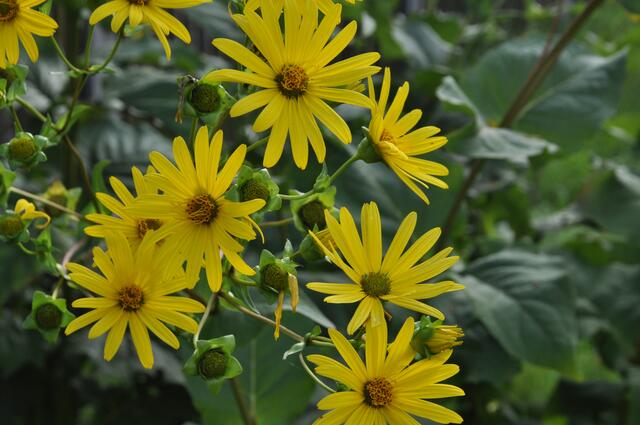 Foto: Herbert Pointner