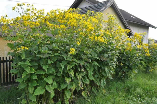 Foto: Herbert Pointner