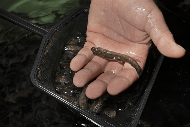 Nach insgesamt 56-60 Tagen schlüpft der Großteil der Larven. Die geschlüpften Larven haben einen Dottersack und verbringen noch ca. 1 Monat im Brutrahmen. In dieser Zeit verwandelt sich die Fischlarve zum fertigen Fischlein. | Foto: Fischzucht Thaur
