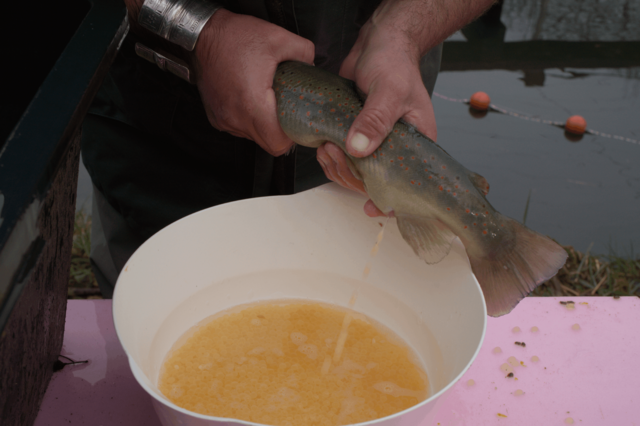 Hier sieht man, wie von einem Weibchen die Eier ausgestreift werden. Die Eier und die Spermien der Männchen werden dann zusammen mit Wasser in eine Schale gegeben. Innerhalb von einer Minute findet dann die Befruchtung statt. | Foto: Fischzucht Thaur