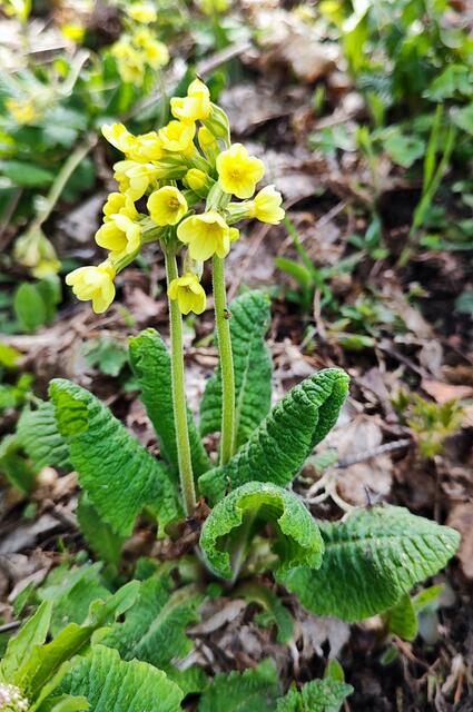 hier blühen im Mai noch die Himmelschlüsserl... | Foto: I.Wozonig