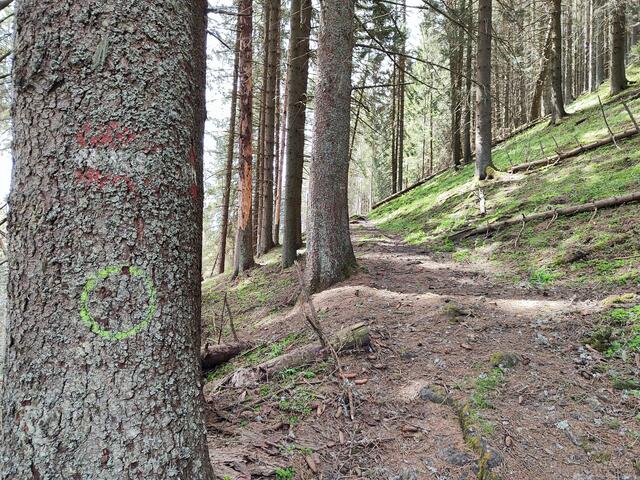 ein Waldsteig führt uns jetzt weiter... | Foto: I.Wozonig 